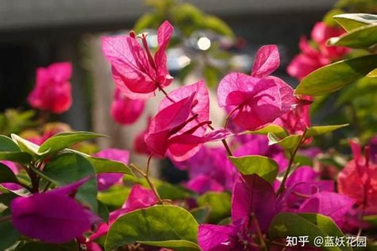 砀山梨和贡梨的区别