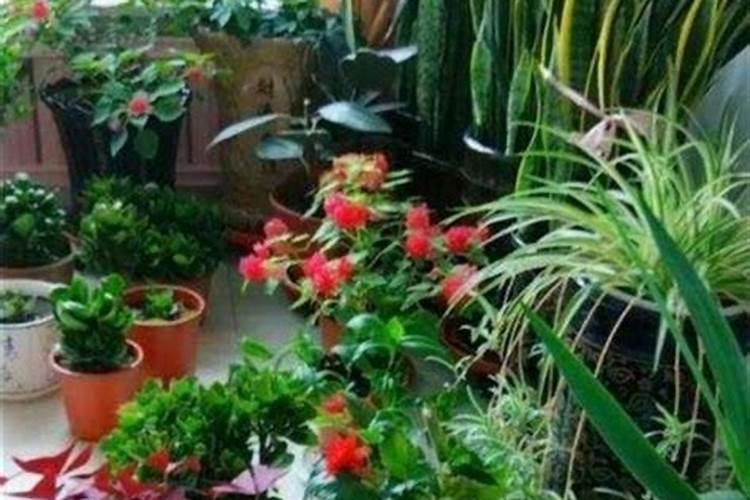 自制花肥的正确方法如何自己制作花肥