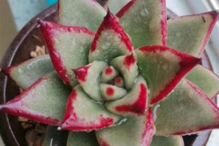 多肉植物需要什么肥料