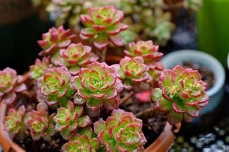 多肉植物用什么肥料比较好