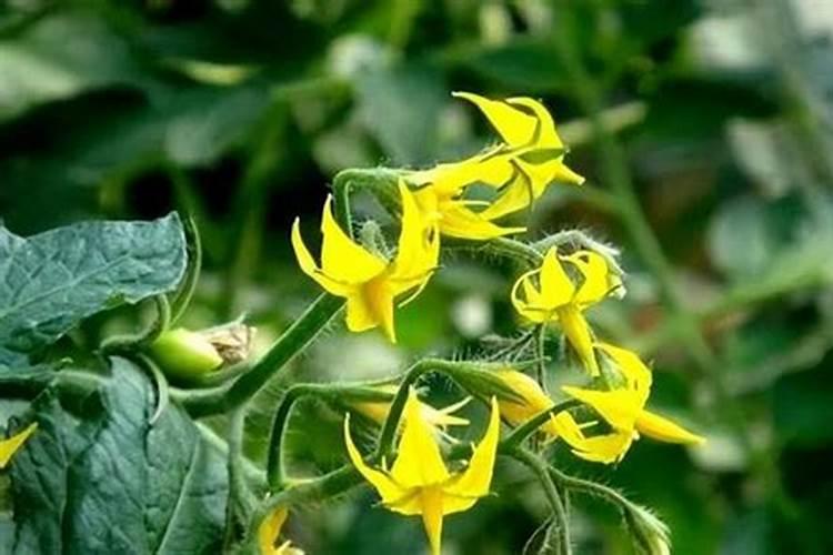 大姜第一次施什么肥 大姜施肥注意事项