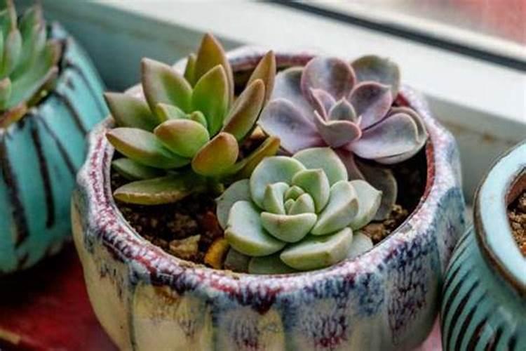 多肉上盆后多久可以施肥