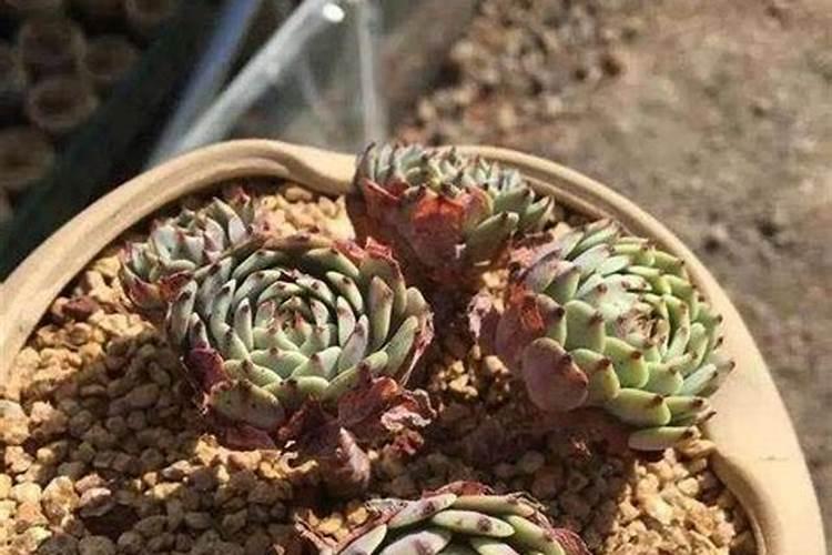 多肉上盆后多久可以施肥