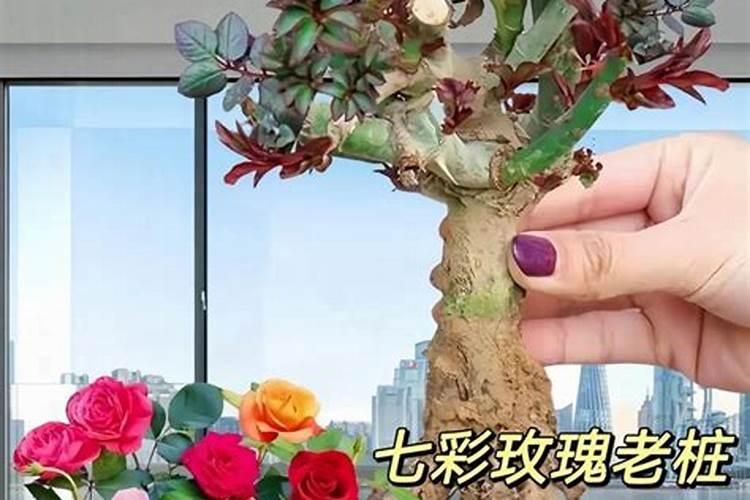 玫瑰花施什么肥料最好