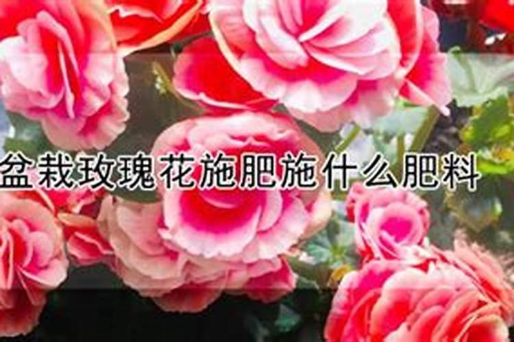 盆栽玫瑰花施肥施什么肥料