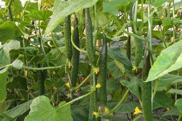 大棚黄瓜种植栽培管理技术
