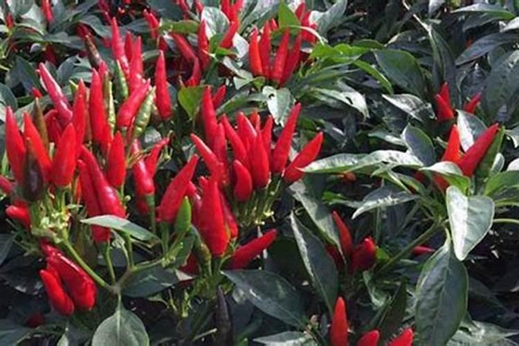 黄花菜怎么吃法