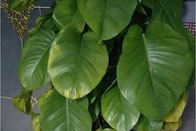 菊花怎样用多效唑矮化 正确使用方法有哪些