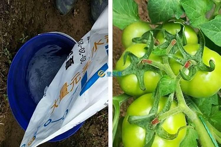 葡萄幼苗施肥用什么肥料好