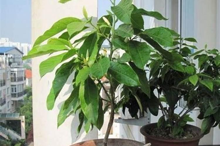 微量元素水溶肥多久用一次 微量元素水溶肥料的适用作物和使用方法