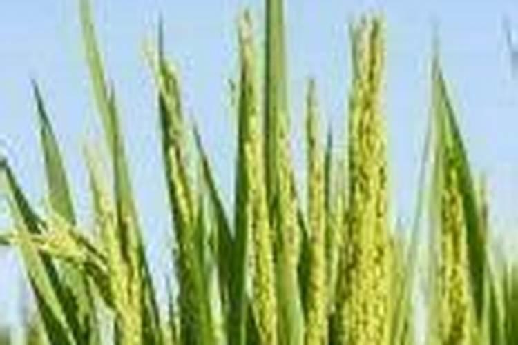 水稻施硅肥应该怎么施？一亩田用多少硅肥？