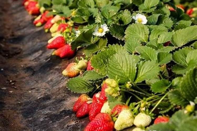 多肉能喷水在叶子上吗 多肉浇水需要注意什么