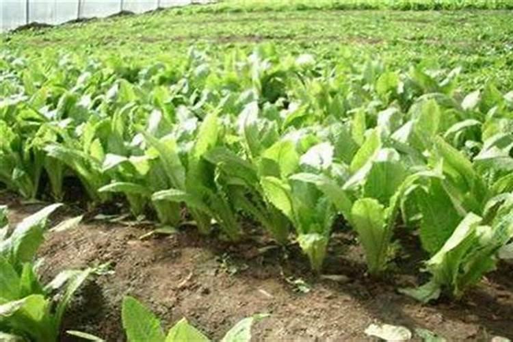 莴苣用什么肥料变高变粗 附莴苣的种植方法