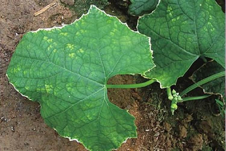 丝瓜高产施肥方法