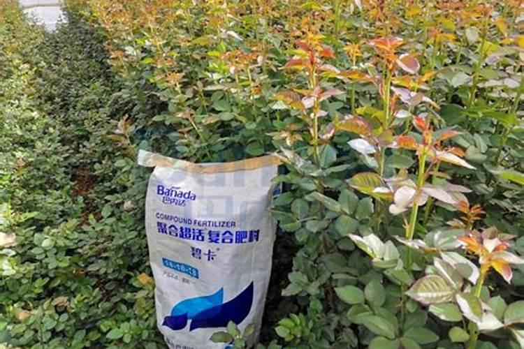 露天辣椒什么时候种最合适 露天辣椒什么时候种最适宜