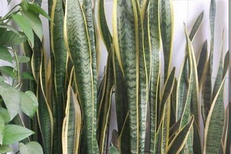 鱼蛋白对植物的作用