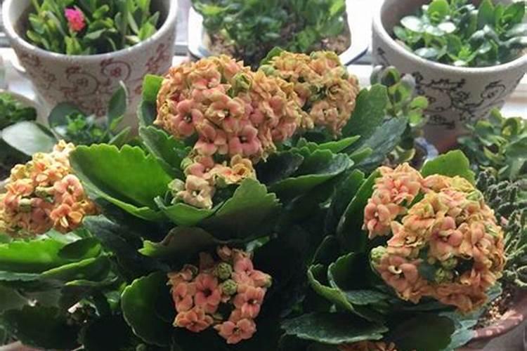 种植萝卜如何施硼肥呢？施硼肥的方法有哪些？