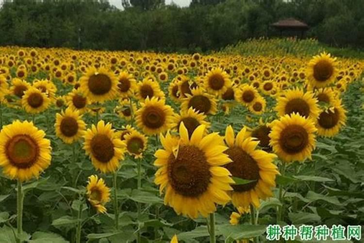 向日葵整个生育期需要多少氮、磷、钾肥？