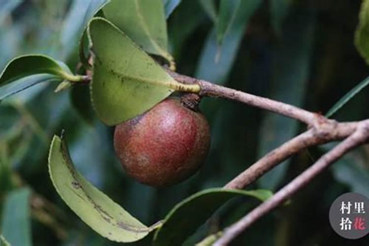 油茶树需打什么药剂来保花保果？