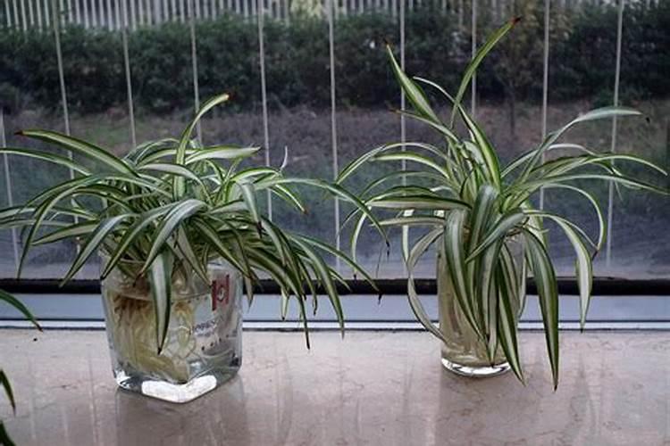 水培吊兰要不要施肥