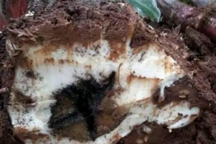 石家庄丰硕肥业有限公司公司简介