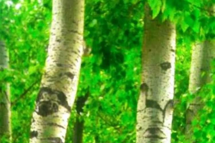 种麦子用什么复合肥好