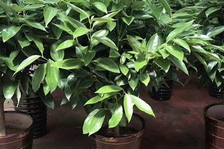 桂花树施复合肥可以吗？