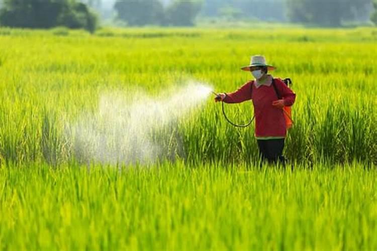 种植农作物离不了化肥,使用不当达不到目的还会造成危害,如何科学施肥...