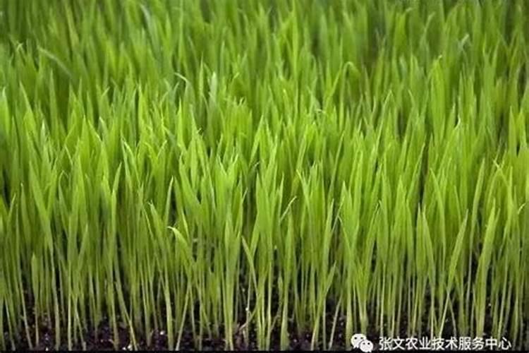 农村水稻施肥时间和方法 农村水稻施肥时间和方法有哪些