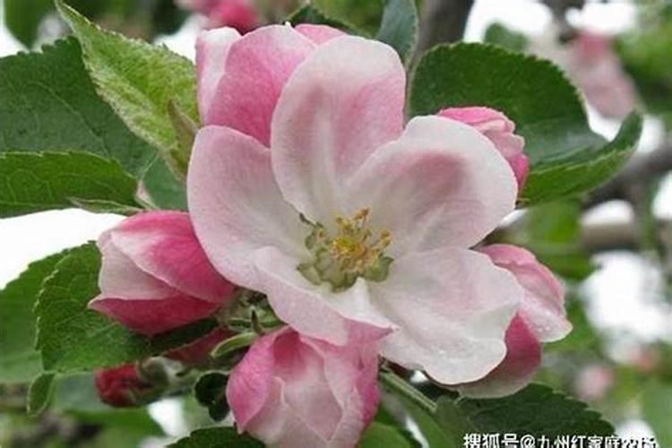 苹果树得了腐烂病,最有效的药剂是什么？