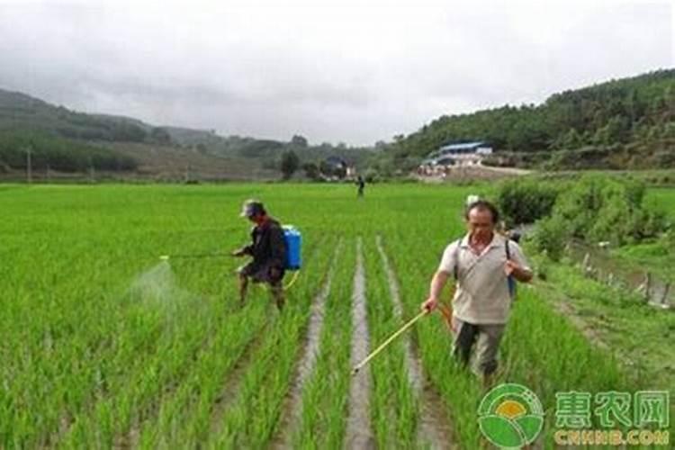 大白菜什么时候浇水好