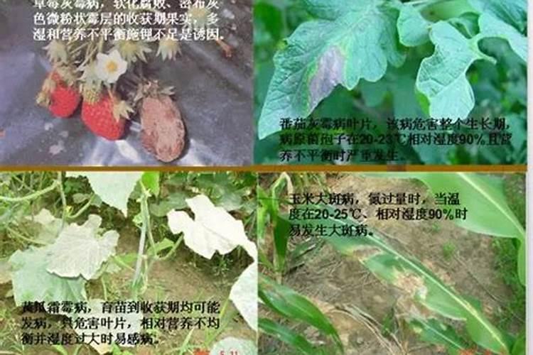 使用硫酸铵做化肥需要注意什么？