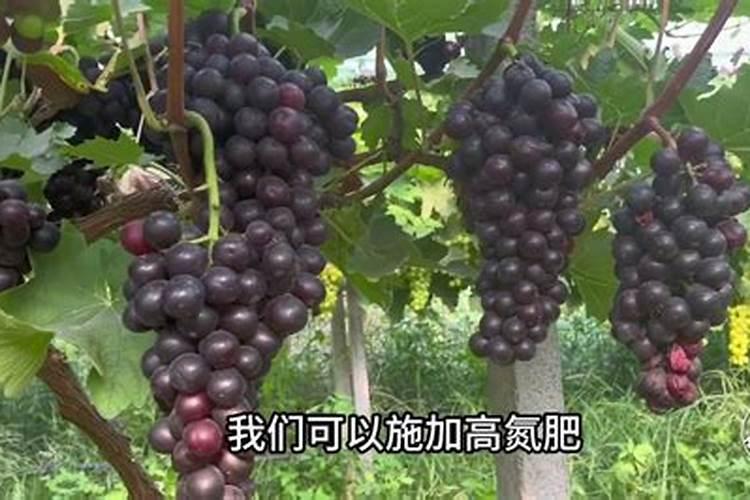 玉米滴灌种植施肥技术
