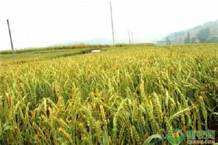 氮肥过多如何补救