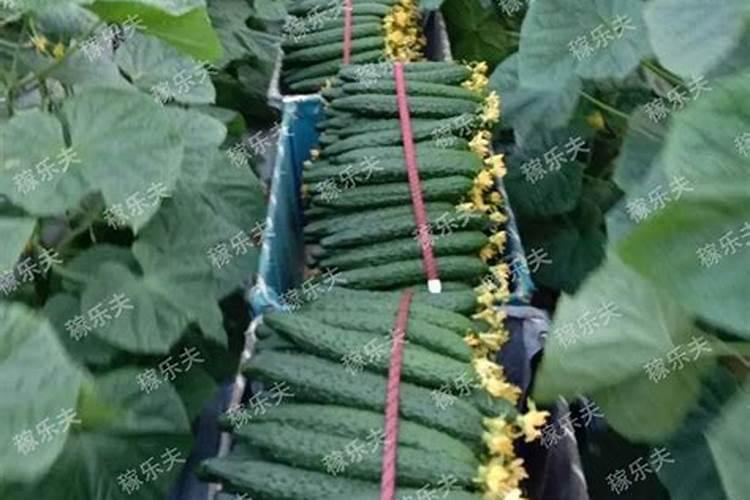 朝天椒开花结果时用什么药最好？