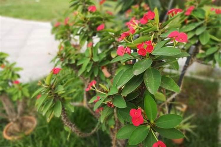 最适合茄子的肥料