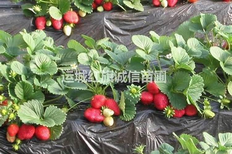 草莓上什么肥料。