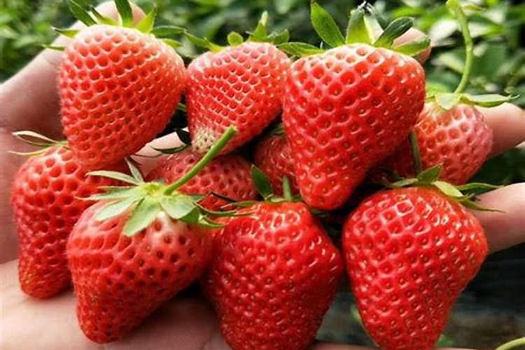 草莓生根壮苗的水溶肥有几种？