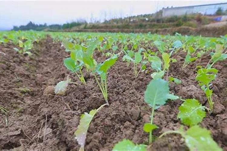 钾素肥料中钾含量的测定公式 钾肥中钾含量的测定方法