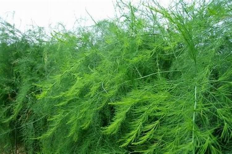 虎皮兰用什么肥料最好,怎么施肥