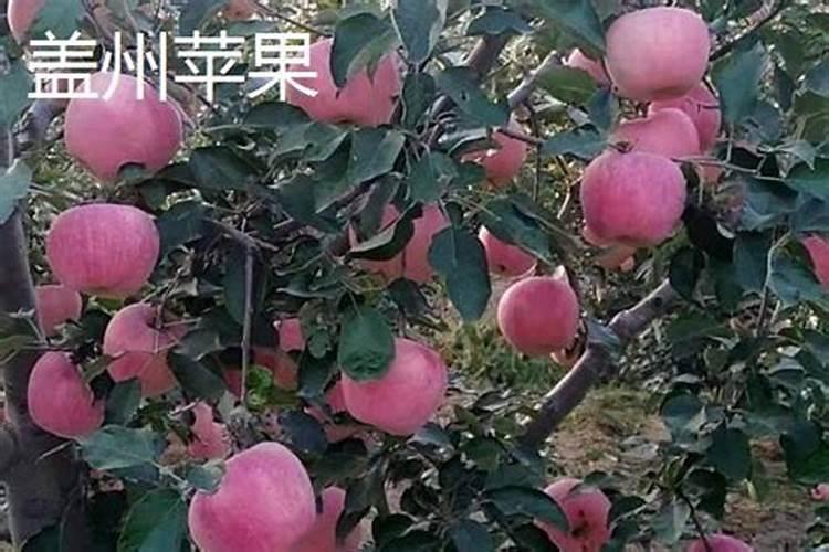 请问国内知名作物专用肥哪个好？