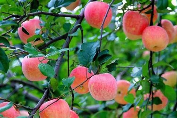 促进果实膨大需要用什么肥料？