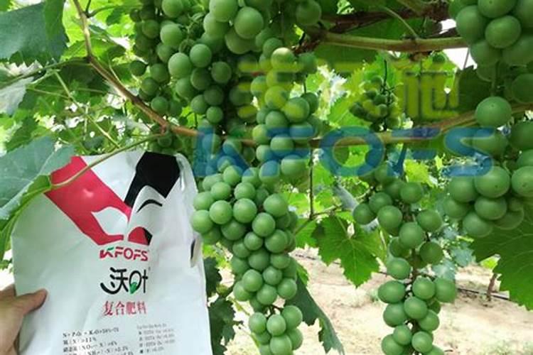 葡萄什么时候用冲施肥着色,增甜效果最好