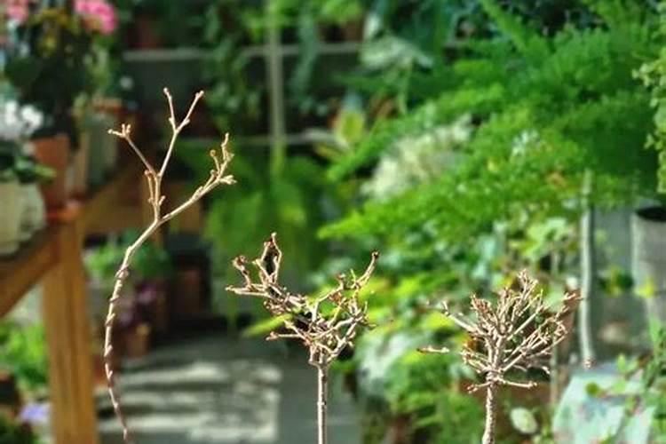 三角梅施磷酸二氢钾方法