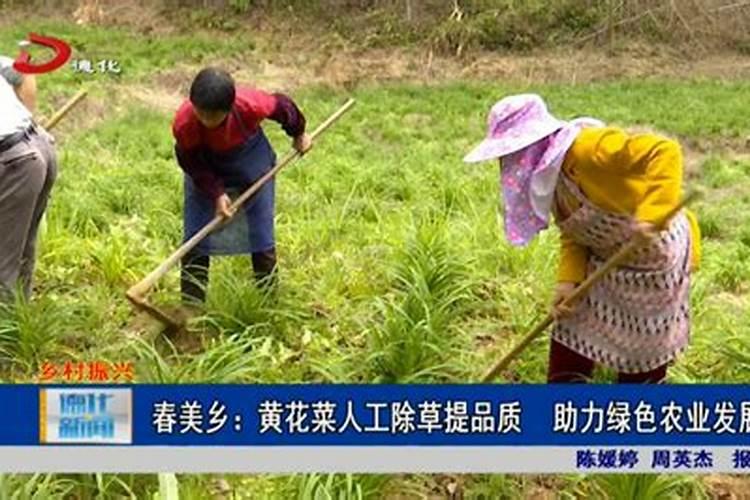 黄花菜开花期想要施肥,应该怎么施肥呢？