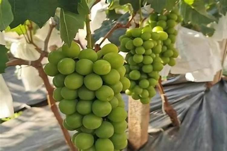 怎样给葡萄喷肥才能效果达到最好？