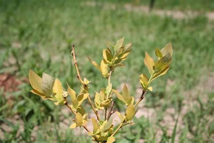 蓝莓叶子发黄发红,要怎么处理？