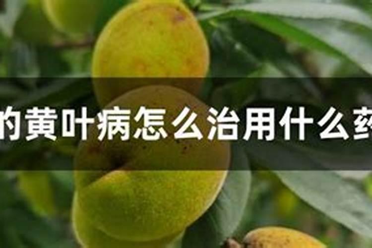 桃树叶子发黄打什么药绿的快