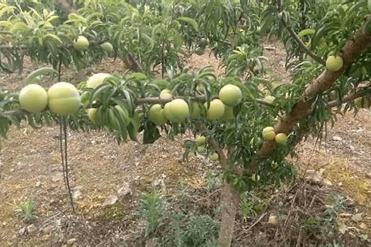 多肉上色肥料怎么用