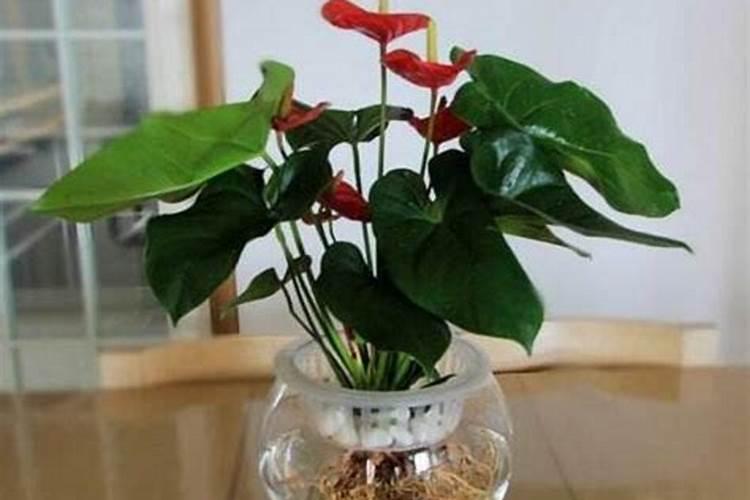 红掌能平茬吗？